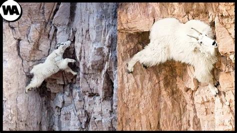 Amazing Nature Meet The Rock Climbing Goats