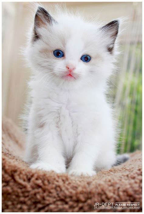 Super Cute Cats Pictures White Cats Cat And White Kittens