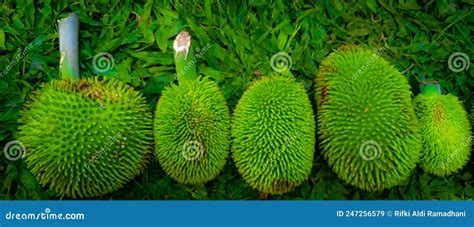 Kluwih Fruit Artocarpus Camansi Stock Image Image Of Cactus Green