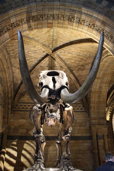 American Mastodon Skeleton Natural History Museum London Flickr