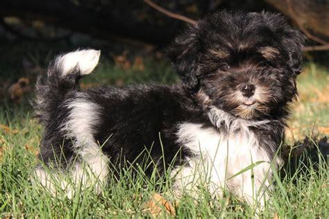 Teacup puppies for sale in california. Havanese Puppies for Sale from Reputable Dog Breeders