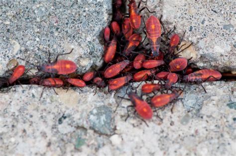 Whether you work in a school, daycare, resthome, learning facility, restaurant, cafe, takeaway, shop, warehouse, factory, office, workshop or you name it, bug lady can visit your premises and take care of any pest. What does a boxelder bug nest look like? | aliens ...