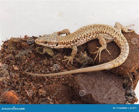 Lizard Animal Of Class Reptilia Reptiles Stock Image Image Of Class