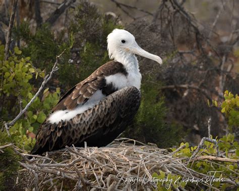 Baby Great Frigatebird In The Galapagos Shetzers Photography