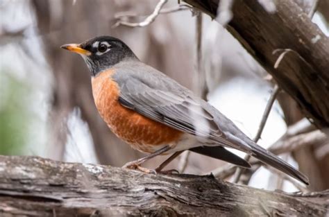 Michigan State Bird Pictures And Fun Facts I Thebirdpedia