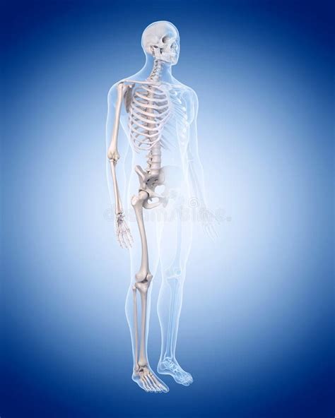 The Human Skeleton Stock Illustration Illustration Of Body 58830798