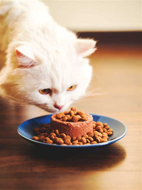 Wet Or Dry Cat Food Cat Sitter Toronto Inc Cats