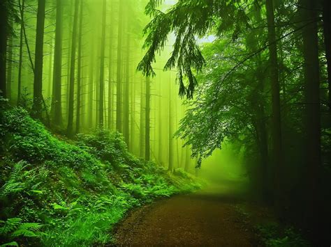 Green Nature Wallpapers Hd Desktop And Mobile Backgrounds