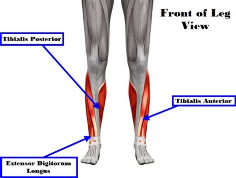 Muscles In The Front Of The Leg