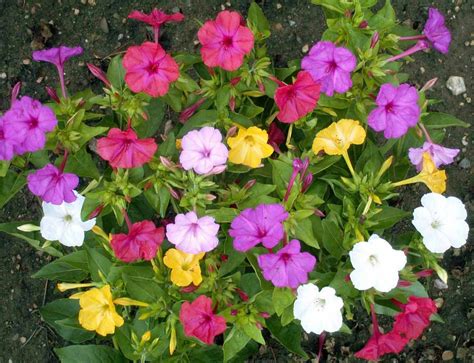 The 4 o'clock flower is native to peru and very poisonous. Four O' Clocks - Mixed | LifeSeedCompany.com