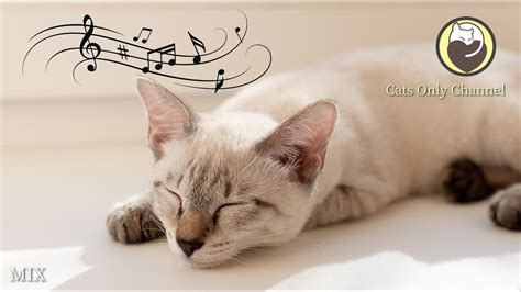 Cat Relaxation Music Cat Purring Sounds Relaxing Harp Music Mix Youtube