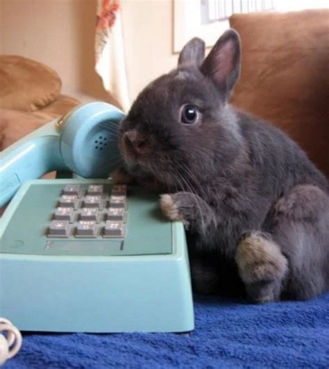 Ten Animals On The Phone Running Up Your Phone Bill