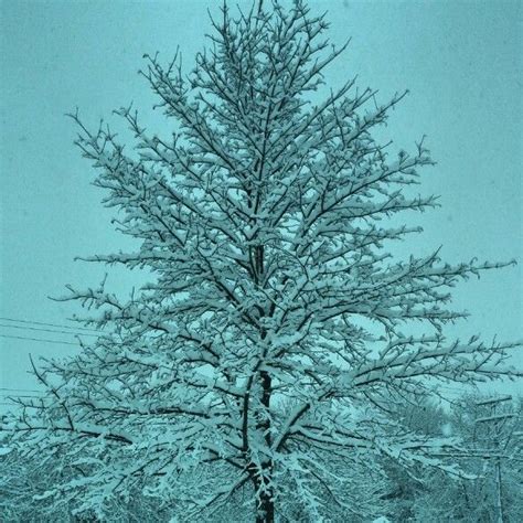 Snow Covered Tree Snow Covered Trees Plants Photography