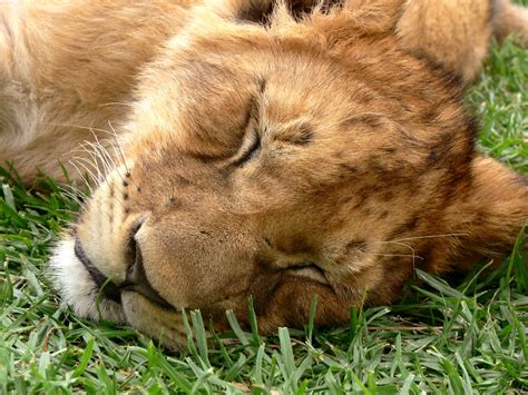 Lion Cub Eyes Shut Free Stock Photo Public Domain Pictures