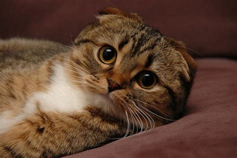 Why Should You Consider A Scottish Fold Cat