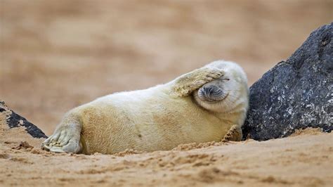 Gray Seal Pup Resting On A Beach In Blakeney National Nature Reserve
