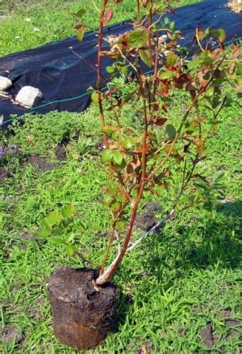 How To Plant Bare Root Blueberries
