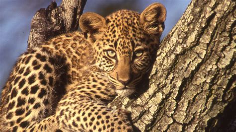 Revealing The Leopard Figuring Out How The Leopard Got Its Spots Nature Pbs