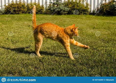 Ginger Cat Jumping On A Green Grass Background Stock Image Image Of