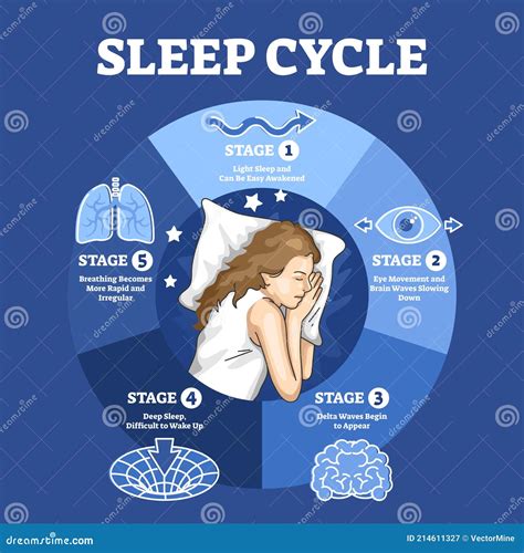 sleep cycle with labeled night stages and phases description outline diagram stock vector
