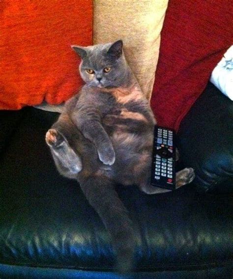 Literally Just Photos Of Cats Who Forgot How To Sit Like Cats