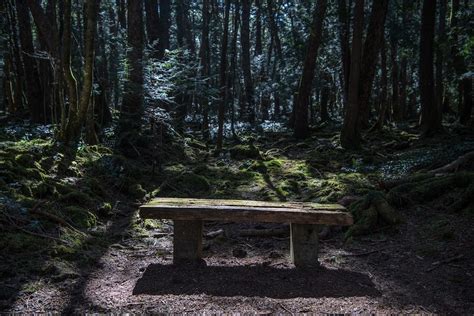These Real Stories From The Japanese Suicide Forest Will Make You