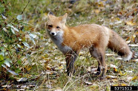 Red Fox Vulpes Vulpes Carnivora Canidae 5371513