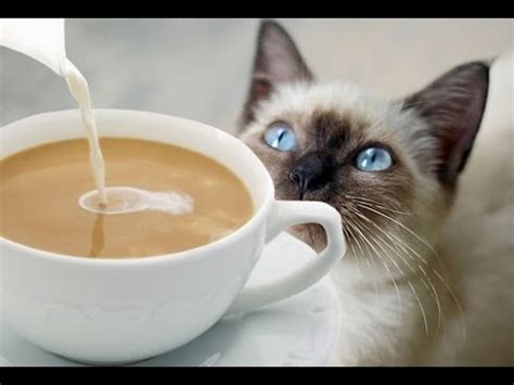 3024 x 2268 jpeg 588 кб. Heading to my first cat cafe, Java Cats Atlanta - YouTube