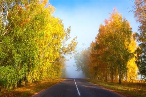 Autumn Road Scenic Yellow Trees Along Asphalt Highway Stock Image