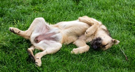 What To Do If Dogs Stomach Is Gurgling