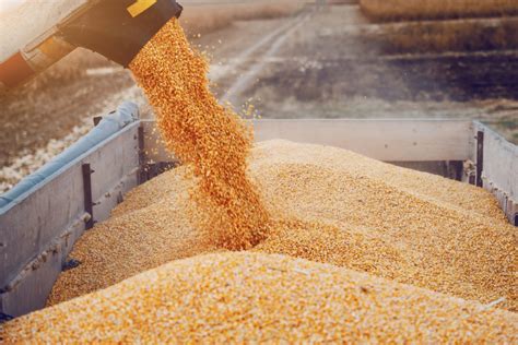 China Approves Two Gmo Corn Varieties For Import 2021 01 12 World Grain