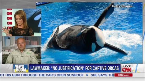 California Bill Would Ban Orca Shows At Seaworld Cnn