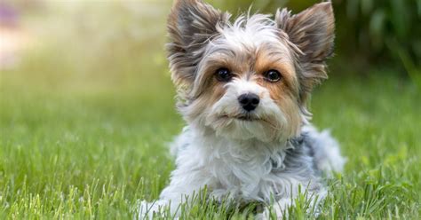 Auch bei guter ausbildung erleben viele welpen und hunde rückschläge mit unfällen im haus. 7 Tips on Dealing with Yorkie Potty Training Regression ...