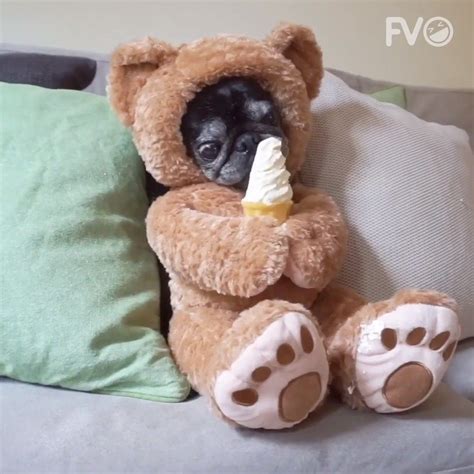 Teddy Bear Pug Loves Ice Cream Teddy Bear Pug Loves Ice Cream Credit Viralhog By Funniest