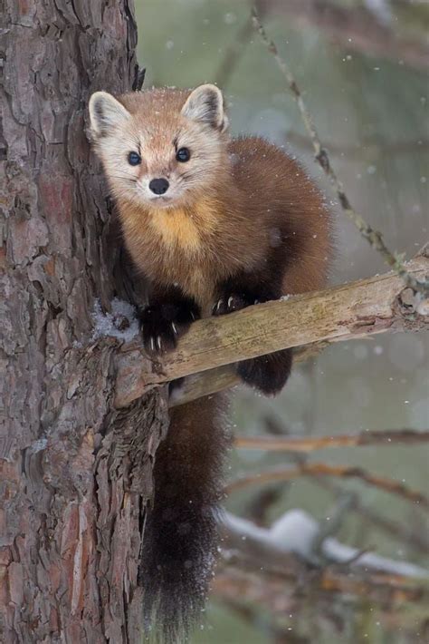 Pine Marten 8922 By Bill Mccormack 500px In 2021 Pine Marten Cute