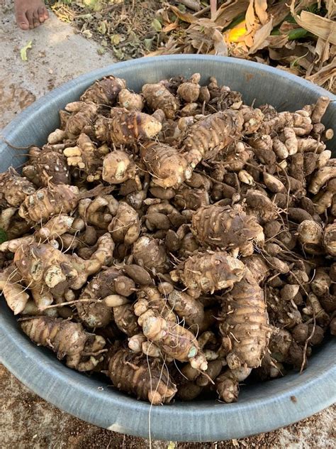 Black Turmeric Kali Haldi Finger At Rs 700 Kg In Udaipur ID