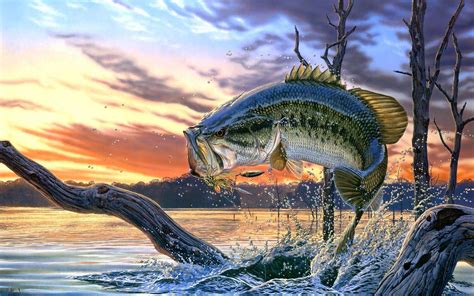 Bass Fishing Wallpapers Top Free Bass Fishing Backgrounds