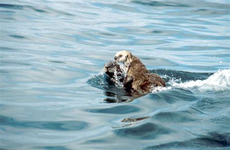 Filesea Otter Animal In Waer Enhydra Lutris Wikimedia Commons