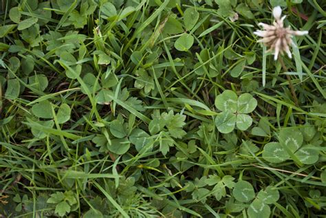 Filefour Leaf Clover Trifolium Repens 1 Wikimedia Commons