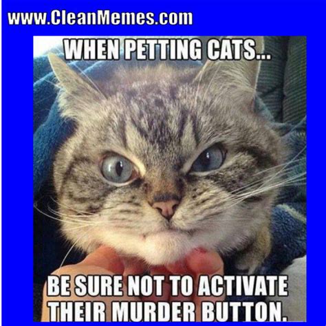 Very Funny Cat Memes Clean Images And Pictures Memesboy