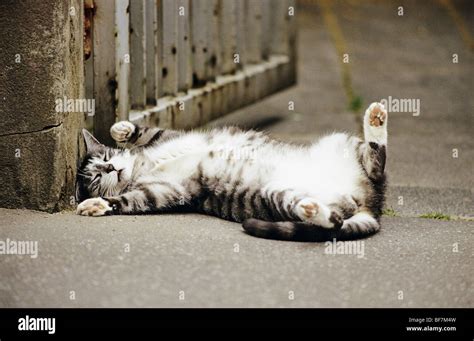 Tabby Cat Sleeping On Its Back Stock Photo Alamy