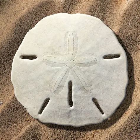 The Complete Life Cycle Of A Sand Dollar Bubbly Diver