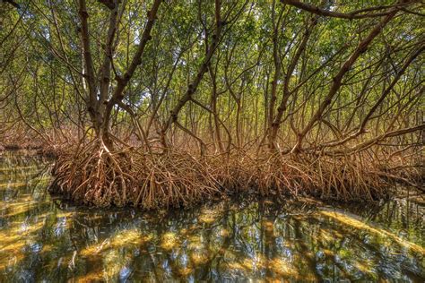 Floridas Mysterious Mangroves