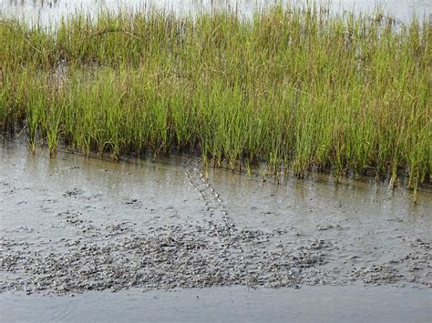 Ecological Setting Salt Marsh Guide Guide To The Salt Marshes And