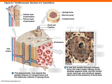Microscopic Structure Of Bone Diagram Physiology Notes Test