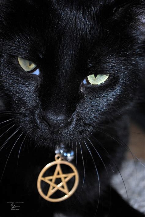 Mystical Cat Cat Noir Meow Pinterest