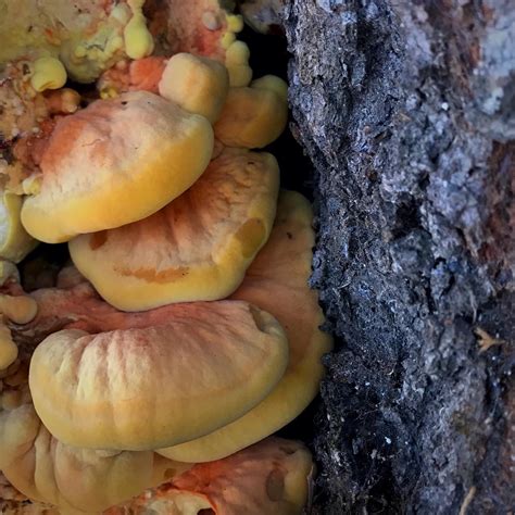 Foraging And Cooking Lets Talk About Chicken Of The Woods September
