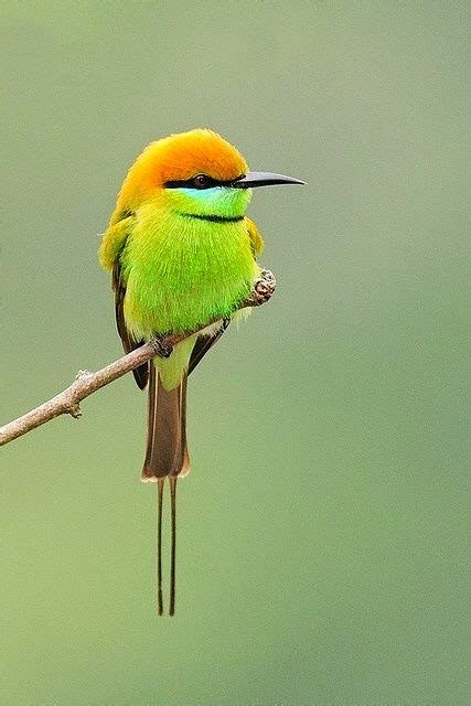 Birds And Animals Green Bee Eater