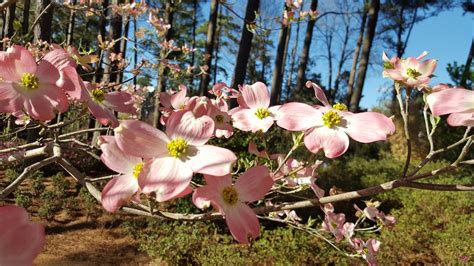 Pink Dogwoods April In Bloom Samuel Mccloud Flickr