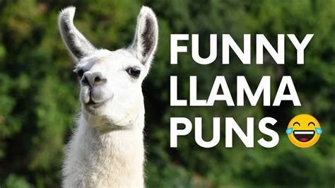 🦙 The Best Llama Puns Youtube